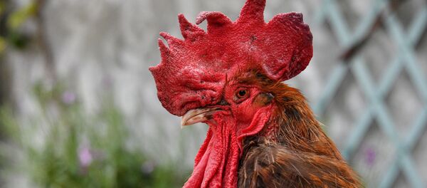 Horoz Maurice - Sputnik Türkiye