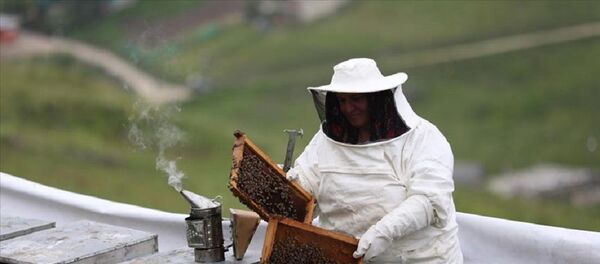 Anzer balı, bal, petek - Sputnik Türkiye