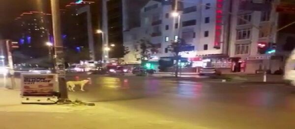 Akıllı köpek - Sputnik Türkiye