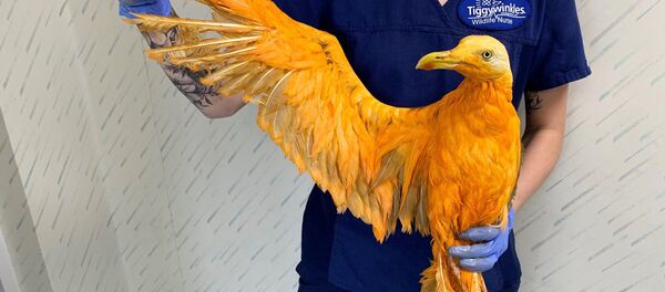 Köri sosuna bulanan martı - Sputnik Türkiye