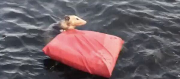 Keseli sıçanın boğulmaktan kurtarılma anları - Sputnik Türkiye