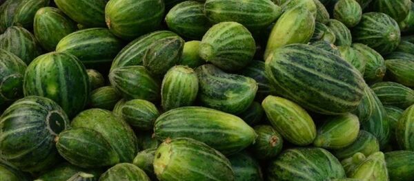 Şanlıurfa'nın Viranşehir ilçesinde yetiştirilen dışı karpuza, içi kavuna, tadı ise salatalığa benzeyen ‘şelengo - Sputnik Türkiye