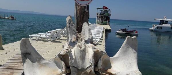 Edirne'nin Saros Körfezi'ne kıyısı bulunan Keşan ilçesine bağlı Yayla köyü sahilinde kıyıya vurmuş balinaya ait olduğu değerlendirilen kemikler bulundu. - Sputnik Türkiye