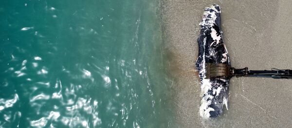 Balina - Fethiye - Ölüdeniz - Sputnik Türkiye