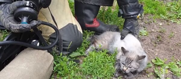 Rus itfaiyeciler, yangından kurtardıkları kediyi yeniden hayata döndürdü Rus itfaiyeciler, yangından kurtardıkları kediyi yeniden hayata döndürdü - Sputnik Türkiye