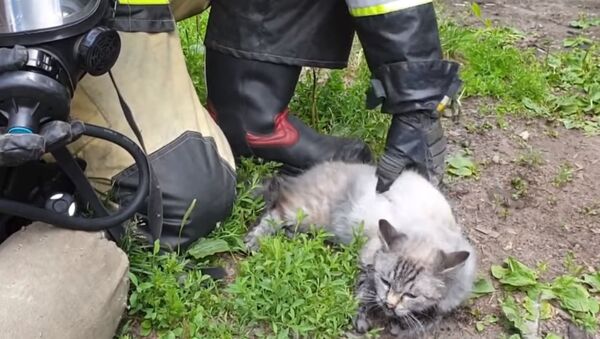 Rus itfaiyeciler, yangından kurtardıkları kediyi yeniden hayata döndürdü - Sputnik Türkiye