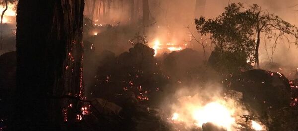 Muğla'daki orman yangını Muğla'daki orman yangını - Sputnik Türkiye