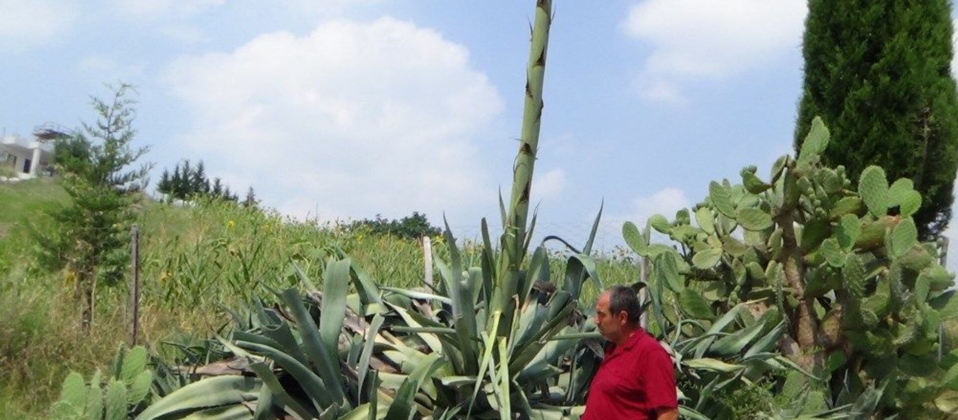 Osmaniye'de 'yüzyıl bitkisi' çiçek açtı - Sputnik Türkiye, 1920, 11.07.2019