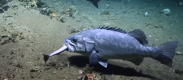 Kılıç balığı yiyen köpek balığı, batık balığı tarafından yutuldu Kılıç balığı yiyen köpek balığı, batık balığı tarafından yutuldu - Sputnik Türkiye