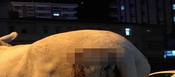 Trabzon'da bahçesine giren eşeği keserle yaraladığı öne sürülen kişi hakkında soruşturma başlatıldı. Trabzon'da bahçesine giren eşeği keserle yaraladığı öne sürülen kişi hakkında soruşturma başlatıldı. - Sputnik Türkiye