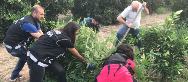 Hint keneviri - Sputnik Türkiye