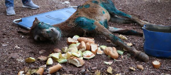 yaralı eşek - Sputnik Türkiye