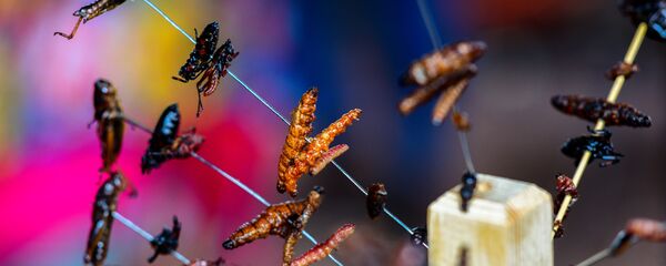 Böcek - Sputnik Türkiye