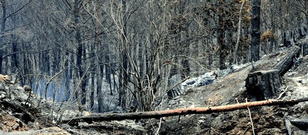orman yangını - Sputnik Türkiye
