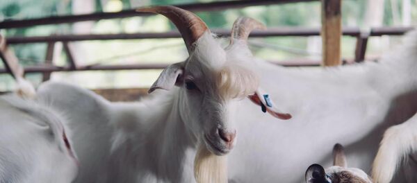 Yakışıklı Keçi Ramos - Sputnik Türkiye