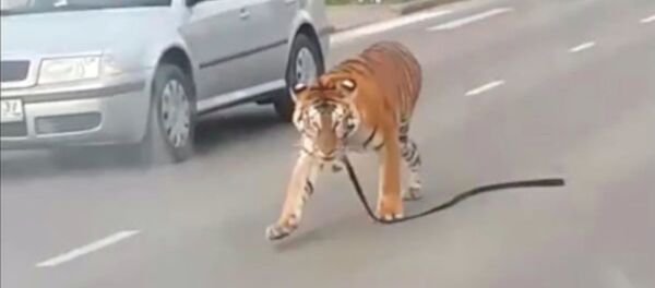 Rusya’da trafikte üstü açık bir otomobildeki kaplan eğitmenden kurtularak aniden yola atladı. Kaplanın bir sirke ait olduğu belirtildi. - Sputnik Türkiye