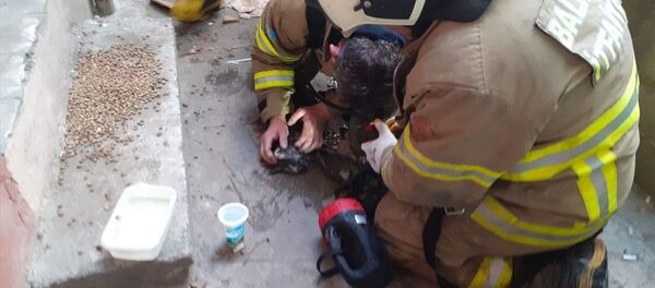 Yangında dumandan etkilenen kedi kalp masajıyla hayata döndürüldü Yangında dumandan etkilenen kedi kalp masajıyla hayata döndürüldü - Sputnik Türkiye