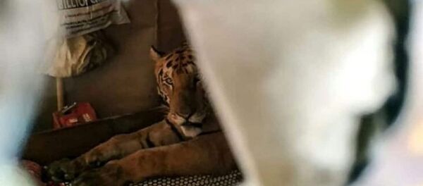 Selden kaçan kaplan eve sığındı - Sputnik Türkiye