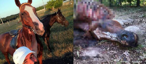 Tekirdağ'ın Çerkezköy ilçesinde bir çiftlikten kaybolan İngiliz yarış atı ormanlık alanda, kesilmiş ve etleri alınmış olarak bulundu. Çalılık alanda kesilerek etleri çalınan İngiliz yarış atının adının Çağrıbey olduğu öğrenildi. - Sputnik Türkiye