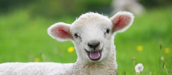 Kuzu - Sputnik Türkiye