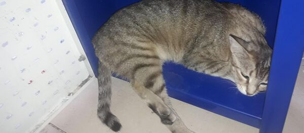 Pitbull'a parçalatılan hamile kedi Çıtır - Sputnik Türkiye