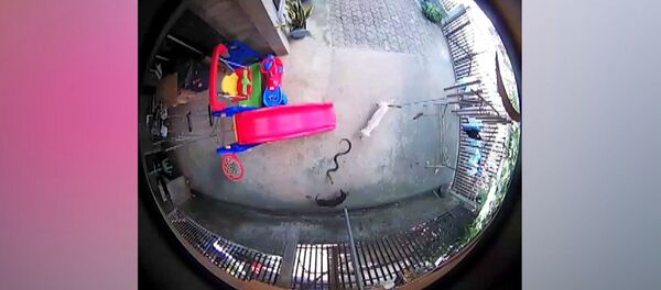 İki köpek, bir çocuğu kobraya karşı korumak için kendini kurban etti İki köpek, bir çocuğu kobraya karşı korumak için kendini kurban etti - Sputnik Türkiye