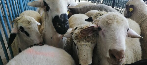 İzmir'de 20 mahalle ‘veba’ şüphesi ile karantinaya alındı - Sputnik Türkiye