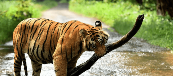 Hindistan, kaplan - Sputnik Türkiye