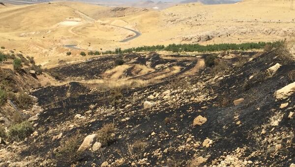 Deyrulzafaran Manastırı zeytinliklerinde yangın: 700’e yakın ağaç kül oldu - Sputnik Türkiye