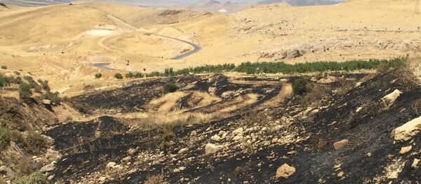 Deyrulzafaran Manastırı zeytinliklerinde yangın: 700’e yakın ağaç kül oldu - Sputnik Türkiye