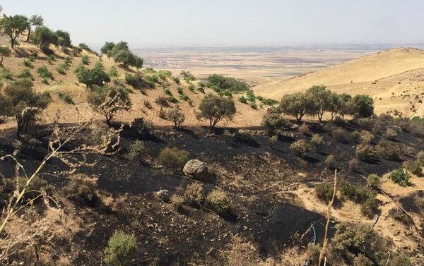 Deyrulzafaran Manastırı zeytinliklerinde yangın: 700’e yakın ağaç kül oldu - Sputnik Türkiye