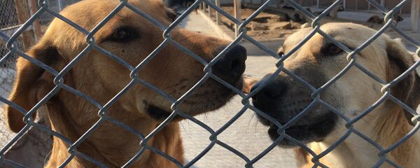 barınak - Sputnik Türkiye