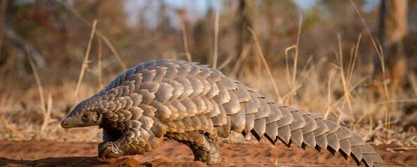 Pangolin - Sputnik Türkiye
