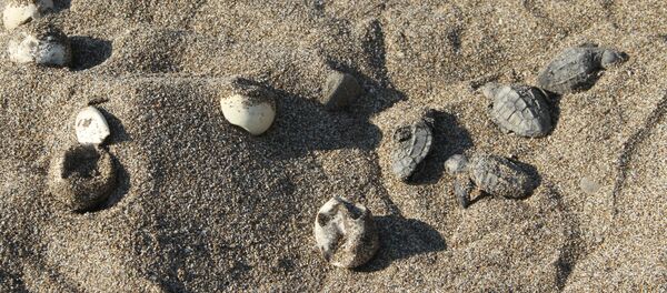 caretta caretta - Sputnik Türkiye