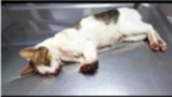 Marmaris'te 2 bacağı kesilmiş bulunan kedi uyutuldu - Sputnik Türkiye