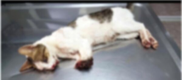 Marmaris'te 2 bacağı kesilmiş bulunan kedi uyutuldu - Sputnik Türkiye