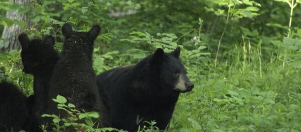 Amerikan kara ayısı - Sputnik Türkiye