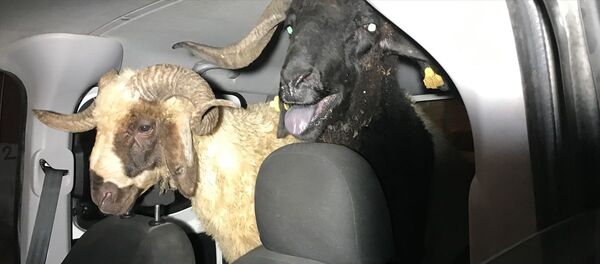 Çaldıkları koyunları bırakıp kaçtılar Çaldıkları koyunları bırakıp kaçtılar - Sputnik Türkiye