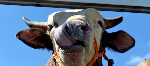 Kurbanlık hayvan - Sputnik Türkiye
