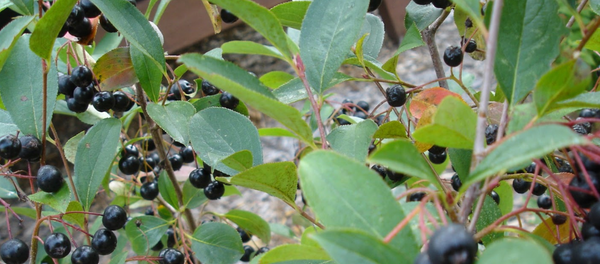 Aronia meyvesi - Sputnik Türkiye