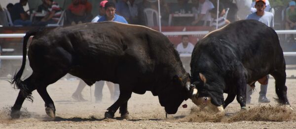 Boğa güreşi - Sputnik Türkiye