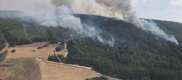 İzmir, ağaçlandırma sahası, yangın - Sputnik Türkiye