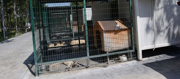 Sokak hayvanlarına klimalı konteyner Sokak hayvanlarına klimalı konteyner - Sputnik Türkiye