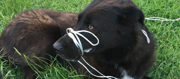 Köpeğin ayağını ve ağzını bağlayıp, ölüme terk ettiler - Sputnik Türkiye