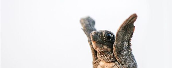 Kaplumbağa - Caretta caretta - Sputnik Türkiye