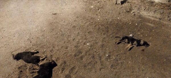 Yavru köpekleri aracıyla ezip kaçtı - Sputnik Türkiye