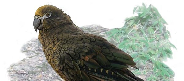 ‘Dünyanın en büyük papağanının’ kalıntıları bulundu - Sputnik Türkiye