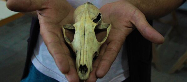 4500 sene önce insanlar köpek eti tüketmiş - Sputnik Türkiye