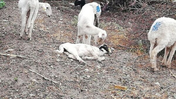 Koyunlar vebalı çıktı: 7 mahalle karantinaya alındı - Sputnik Türkiye