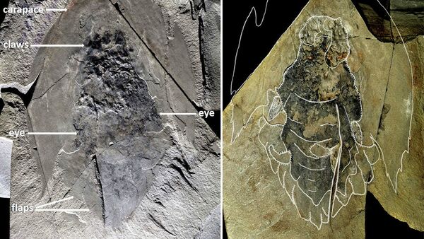 Kanadalı paleontologlar, Cthulhu'ya benzeyen antik bir su canlısına ait kalıntılar buldu - Sputnik Türkiye